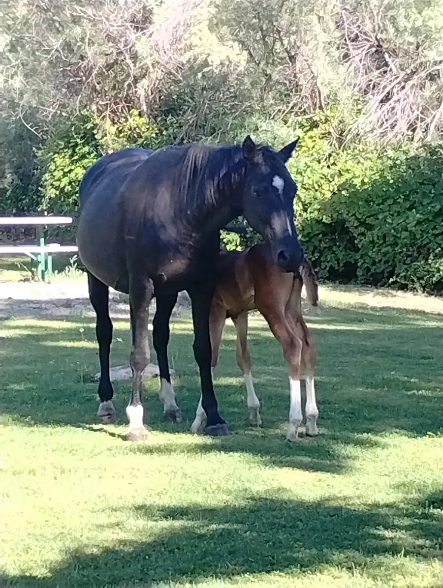 APN ONLY 103-430-030-000, Hornbrook, CA 96044 - #3