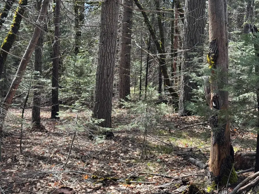 Blk D, L-21 U-1 Crater Way, McCloud, CA 96057 - #2