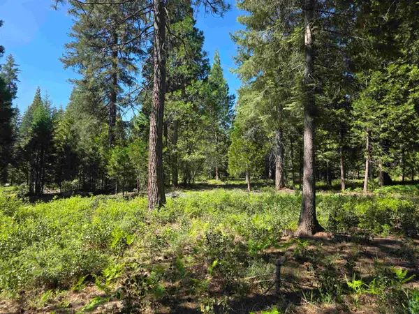 Lot 81 Panther Meadow, McCloud, CA 96057