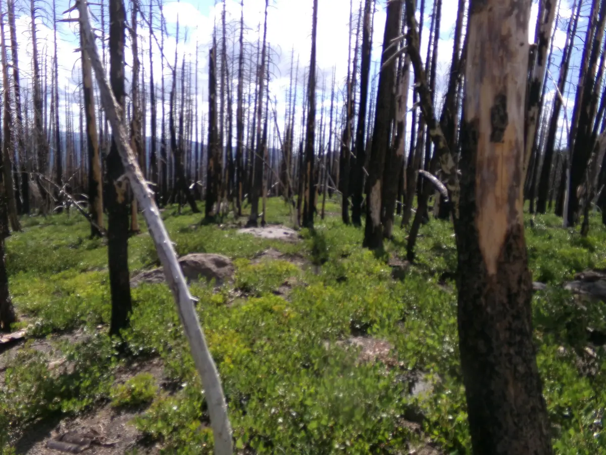 BTR 43N06 Tennant Rd, McCloud Medicine Lake, CA 96034 - #1