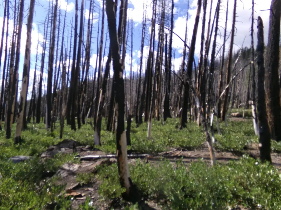 BTR 43N06 Tennant Rd, McCloud Medicine Lake, CA 96034 - #2