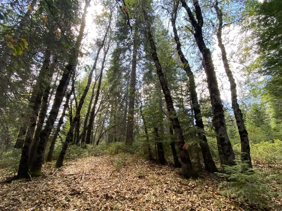 1-A-17 Mt Shasta Dr, McCloud, CA 96057 - #2