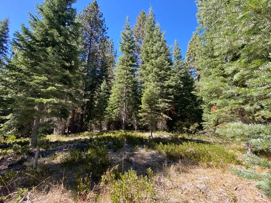 3-C-23 Fumarole Dr, McCloud, CA 96057 - #2