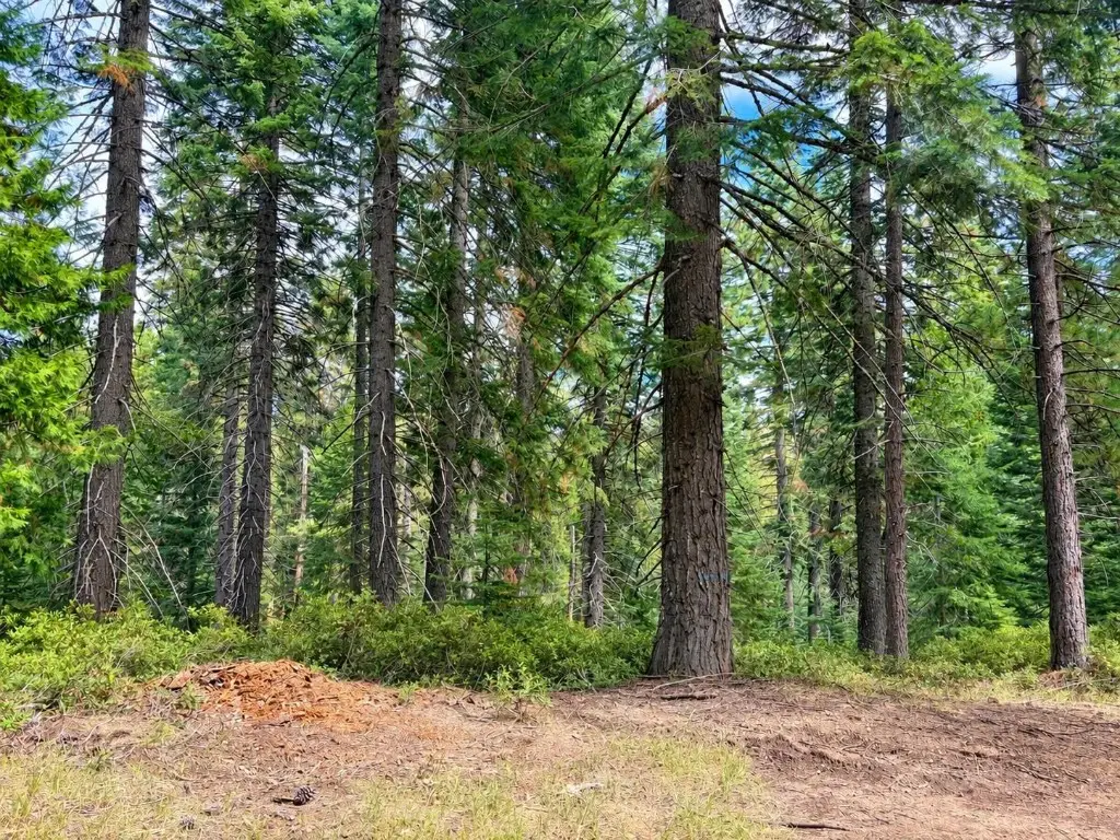 Un3 Blk F Lot19 White Fur Ct., McCloud, CA 96057 - #1