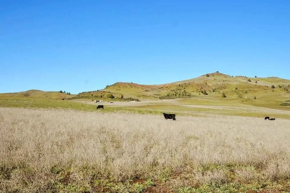 Lot 208 Deer Run Rd, Hornbrook, CA 96044 - #1