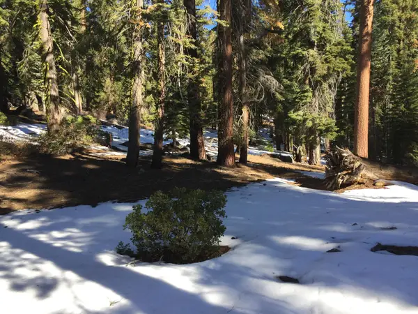 57955 Summit Drive, Ponderosa, CA 93265