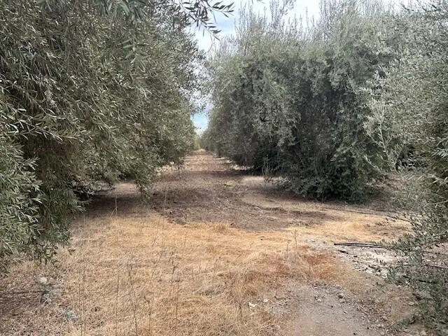 Road 224, Terra Bella, CA 93270 - Image #3