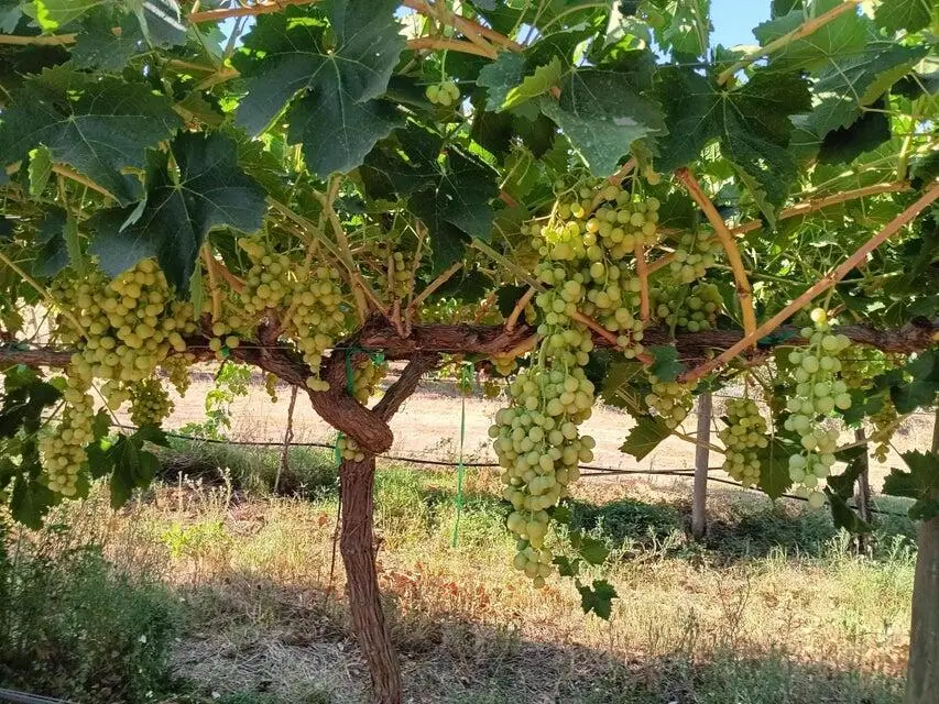 E Olive Ave Avenue, Porterville, CA 93257 - Image #3