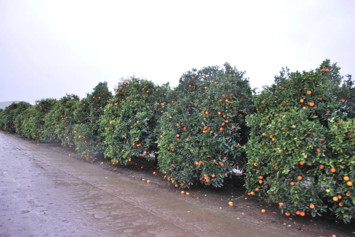 18376 Road 248 #A, Porterville, CA 93257 - Image #1