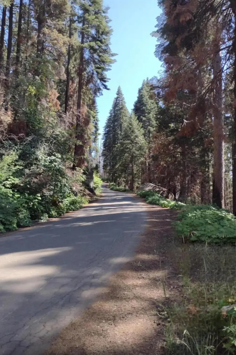 54864 Alder Drive, Springville, CA 93265 - Image #2