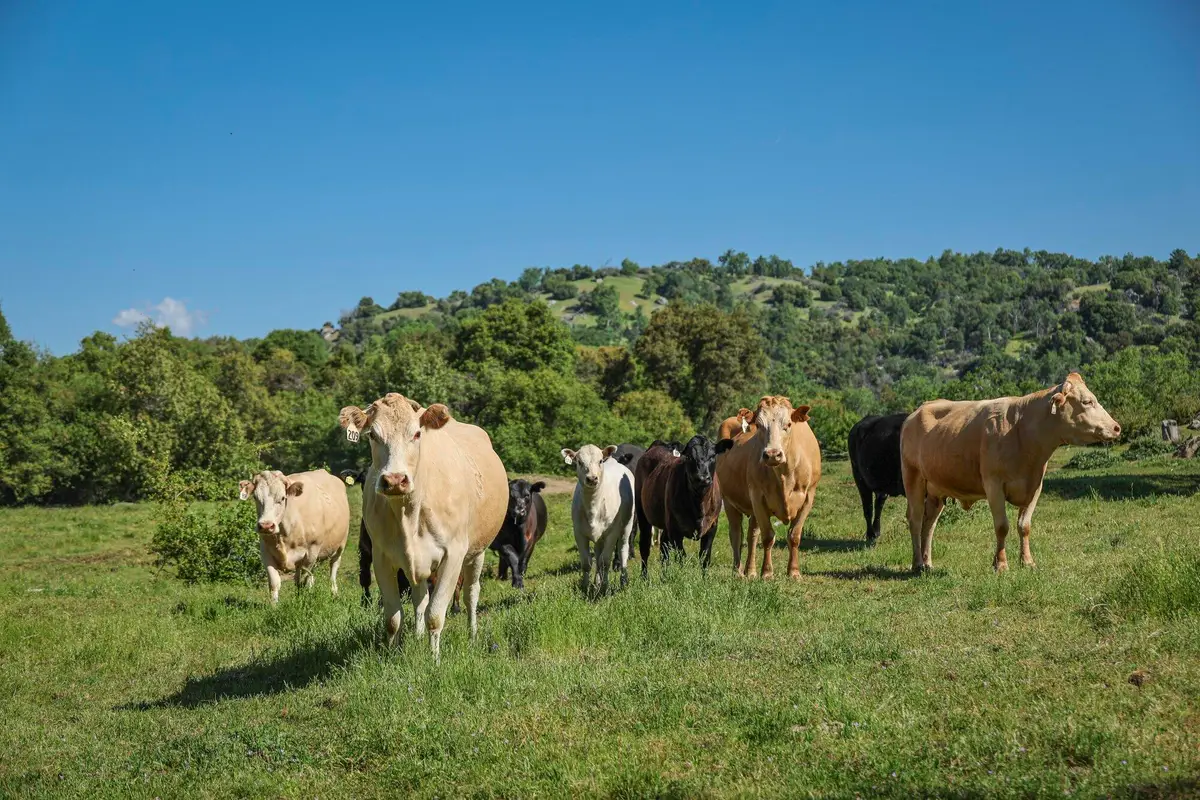 Drive Creek Drive, Badger, CA 93603 - Image #1