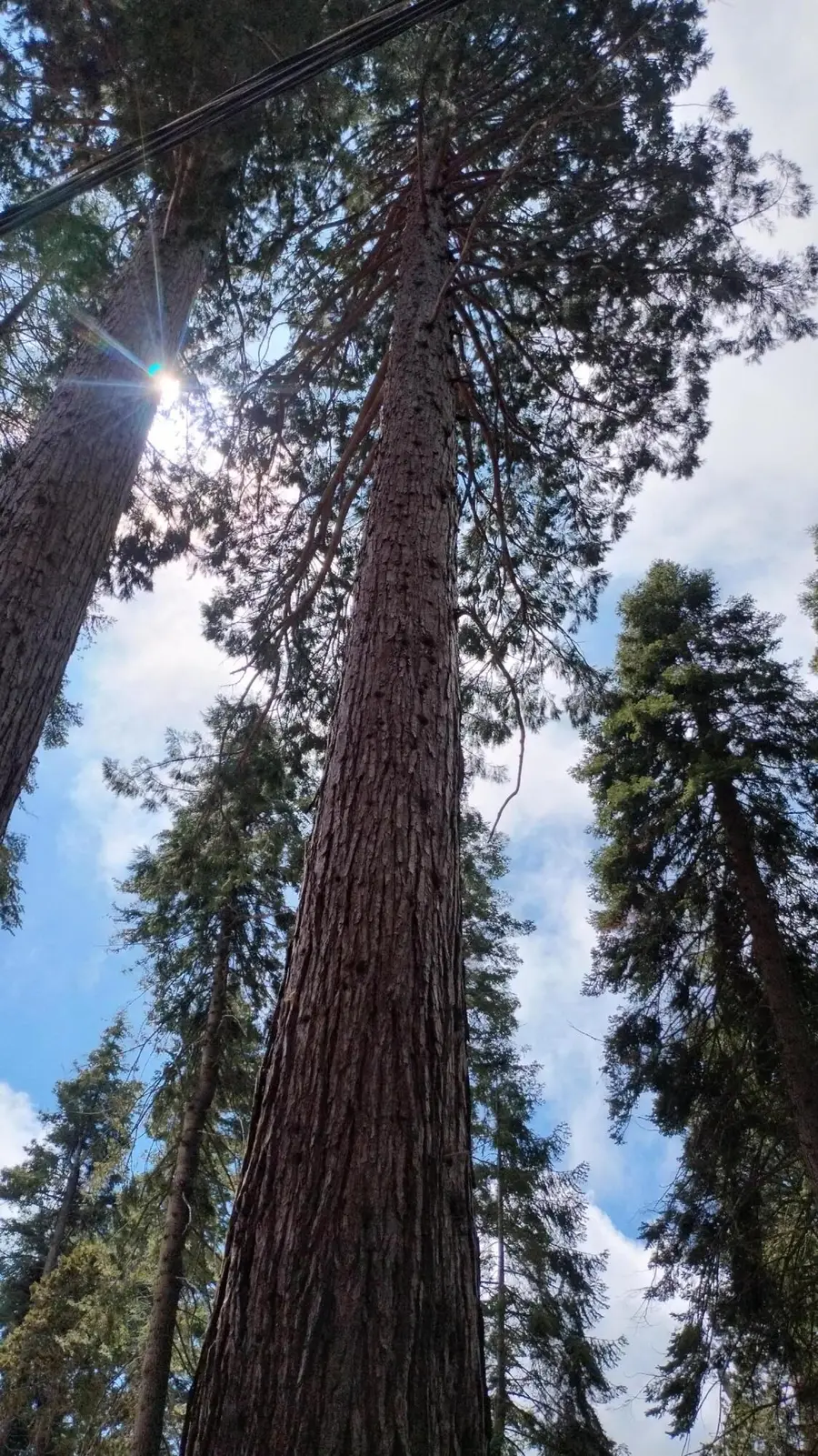 54534 Manzanita Drive, Sequoia Crest, CA 93265 - Image #3