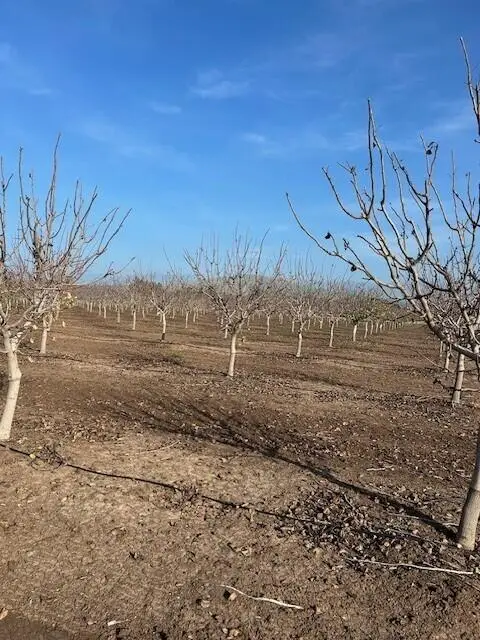 Ave 100, Terra Bella, CA 93270 - Image #3