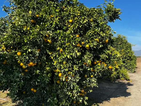 W Cajon Avenue, Visalia, CA 93292