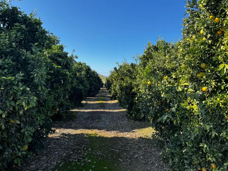 W Cajon Avenue, Visalia, CA 93292 - #2