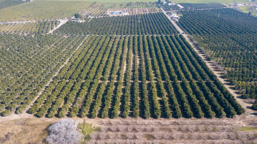 86 Avenue, Terra Bella, CA 93270 - #2