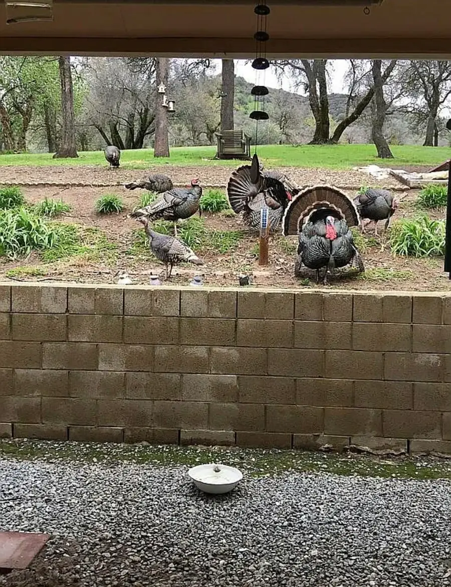 44819 Tyler Creek Drive, Porterville, CA 93257 - #3