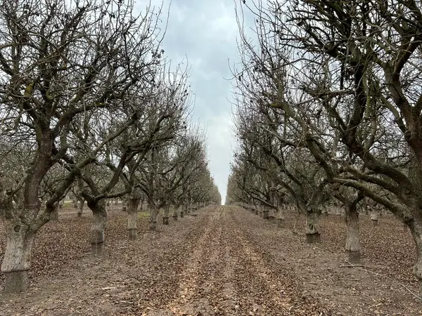 Avenue 11, Madera, CA 93636