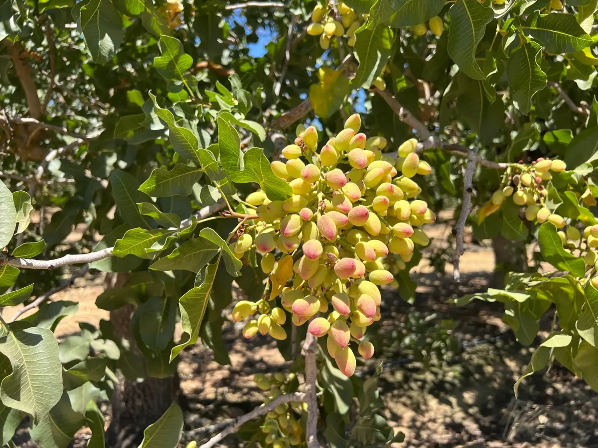 Road 27, Madera, CA 93638 - #1