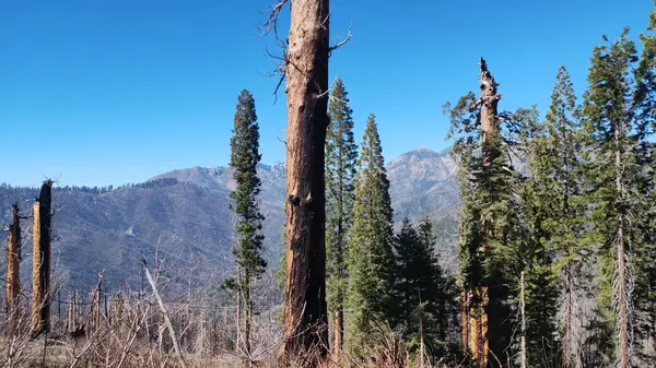 55058 Redwood Drive, Sequoia Crest, CA 93265