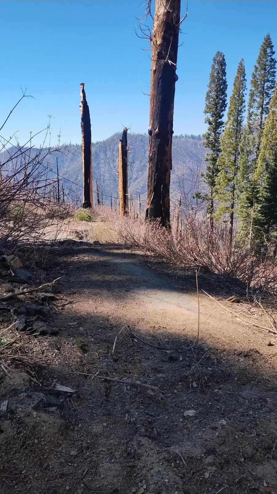 55058 Redwood Drive, Sequoia Crest, CA 93265 - #3