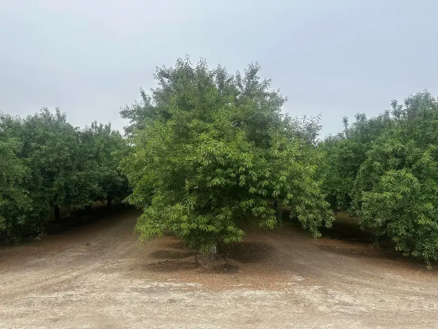 Grangeville Boulevard, Lemoore, CA 93245 - #2