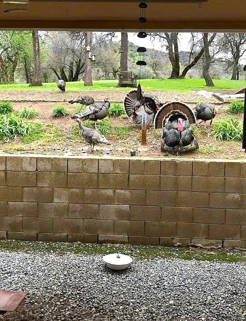 44819 Tyler Creek Drive, Porterville, CA 93257 - #3