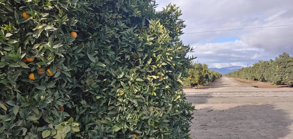 00 Avenue 314, Exeter, CA 93221 - #1
