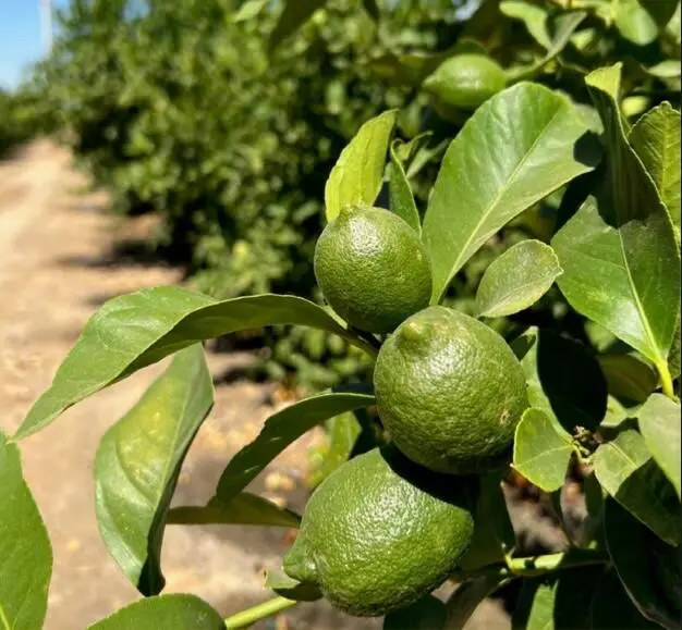 Highway 65 Citrus Ranch Highway, Ducor, CA 93218 - #1