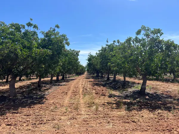 Avenue 20 1/2, Madera, CA 93638