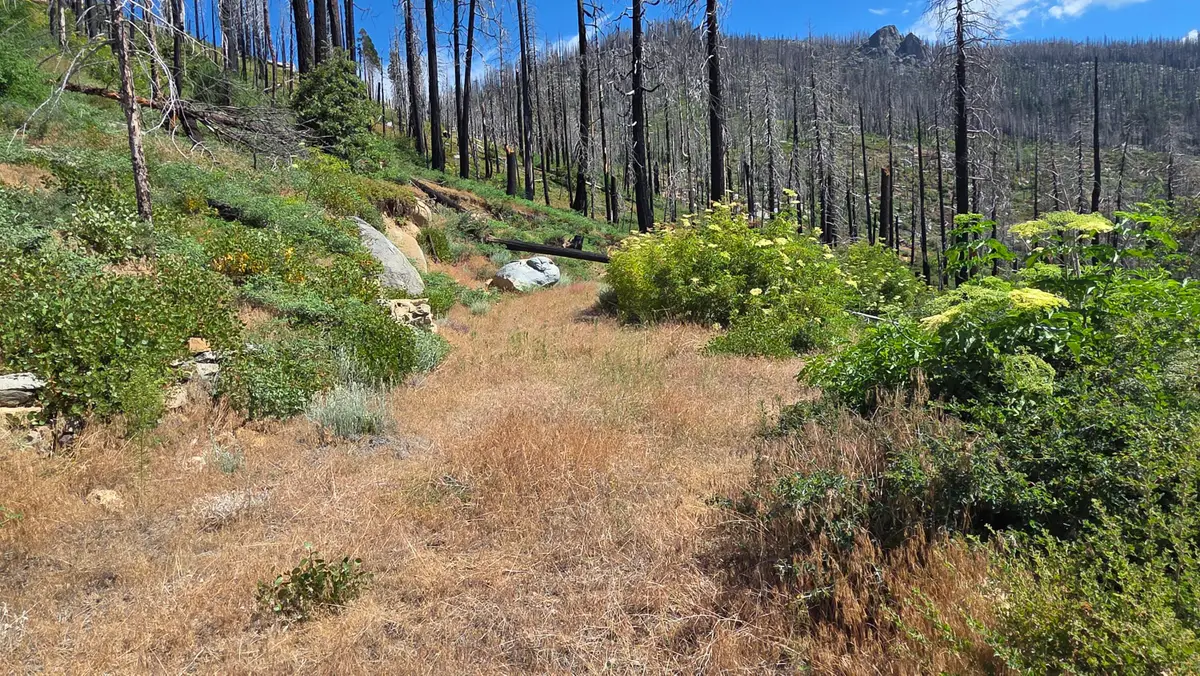 53009 Pine View Drive, Springville, CA 93265 - #1