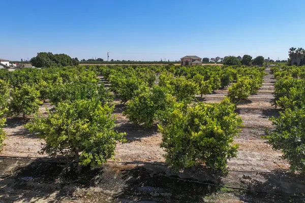 Ave. 424, Dinuba, CA 93618