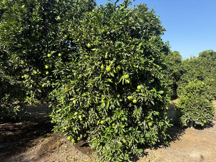 25389 Ave 120, Porterville, CA 93257 - #3