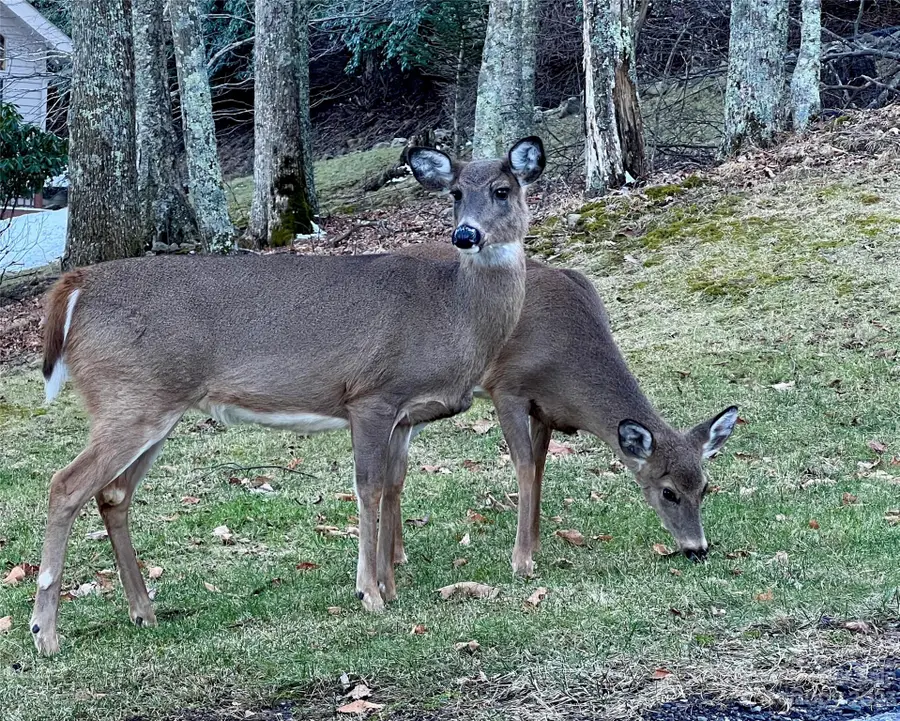 000 Puncheon Lane #151, Mars Hill, NC 28754 - Image #3