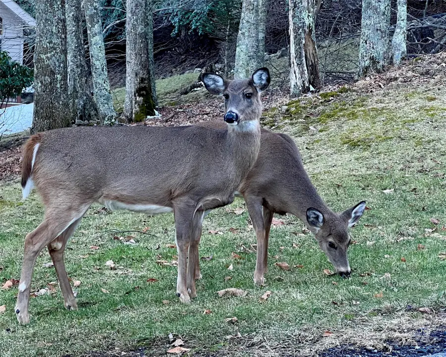 000 Flame Azalea Lane #93, Mars Hill, NC 28754 - Image #3