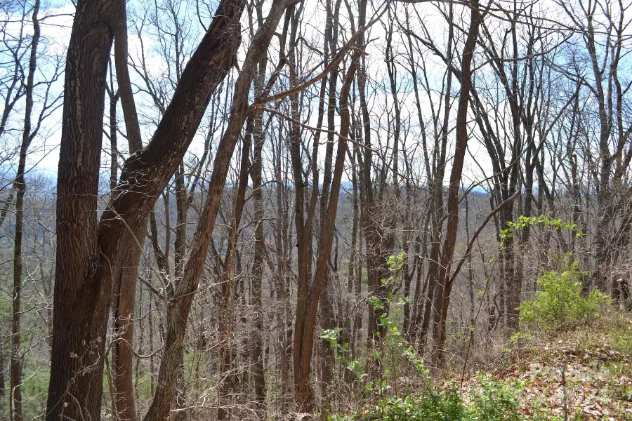 Lot 8 Town Mountain Road, Asheville, NC 28804 - Image #2