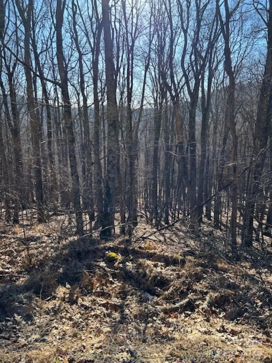 337 Hamlin Lane #96, Mars Hill, NC 28754 - Image #2