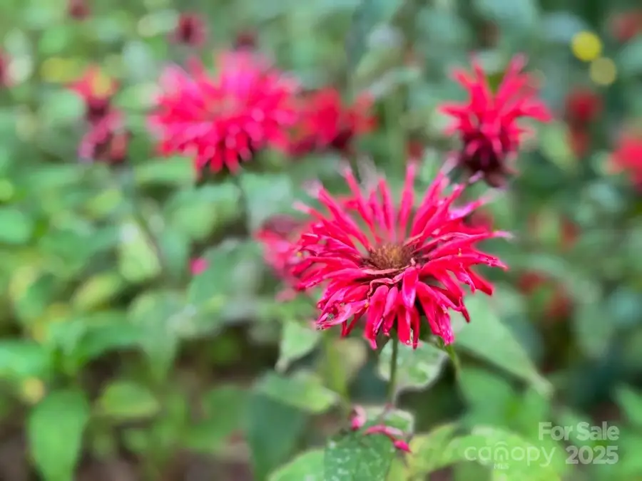 297 Hillside Street, Asheville, NC 28801 - Image #3