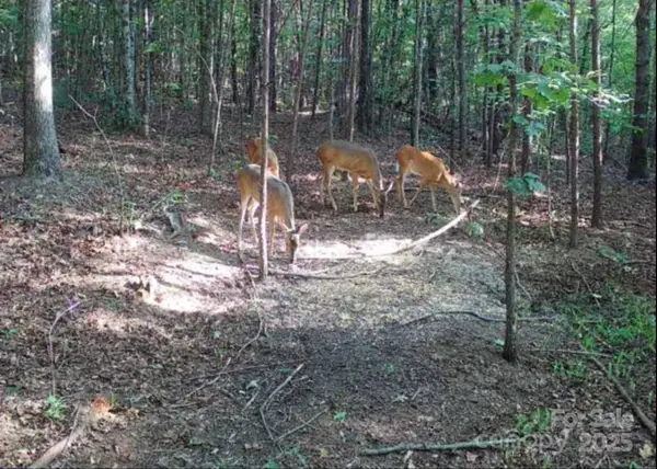 V/L Pinnacle Church Road, Nebo, NC 28761