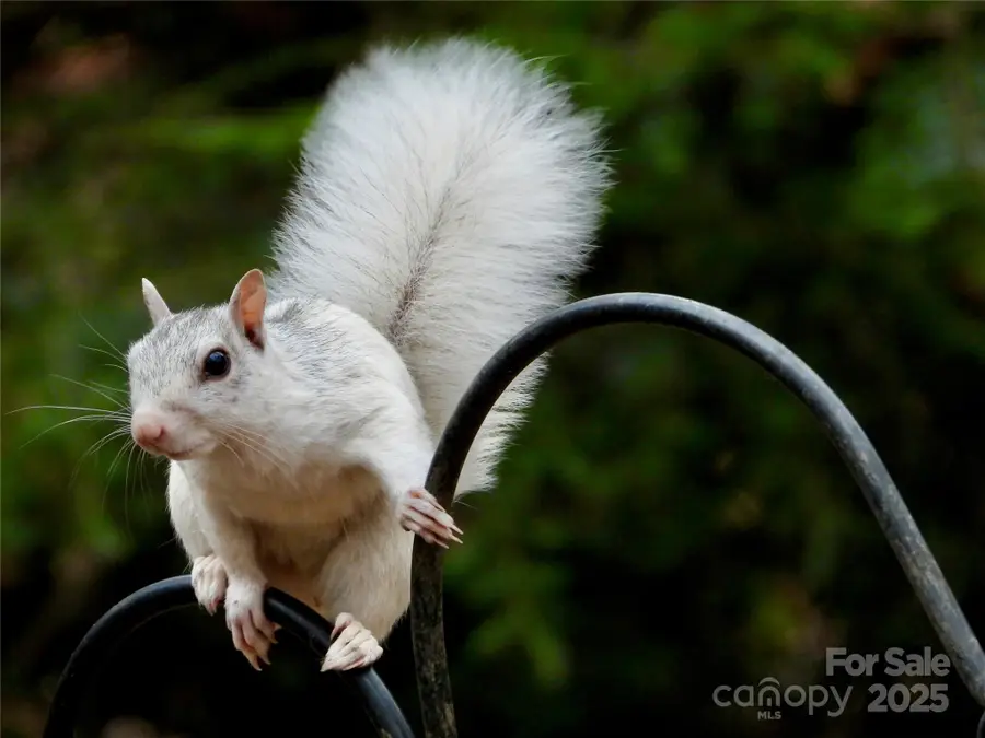 95 Ridgewood Place, Brevard, NC 28712 - Image #3