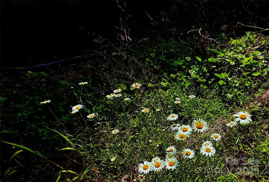 700 Wooded Mountain Trail, Mars Hill, NC 28754 - Image #2