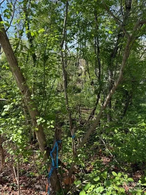 99999 Reese Street, Woodfin, NC 28804 - Image #3