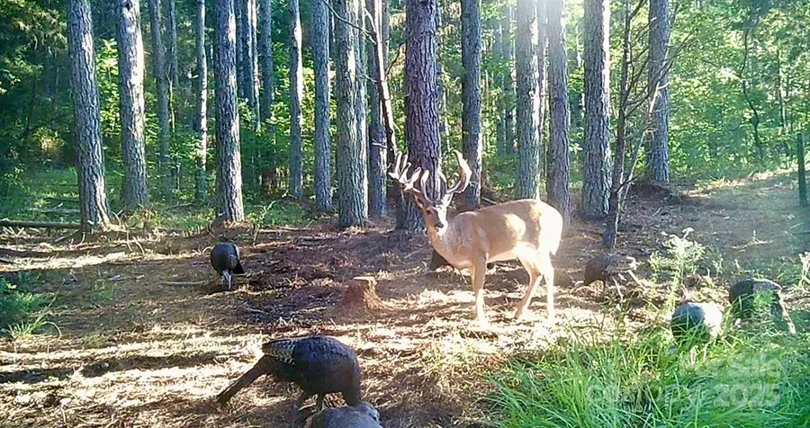 5555 Groves Road, Union Mills, NC 28167 - Image #2