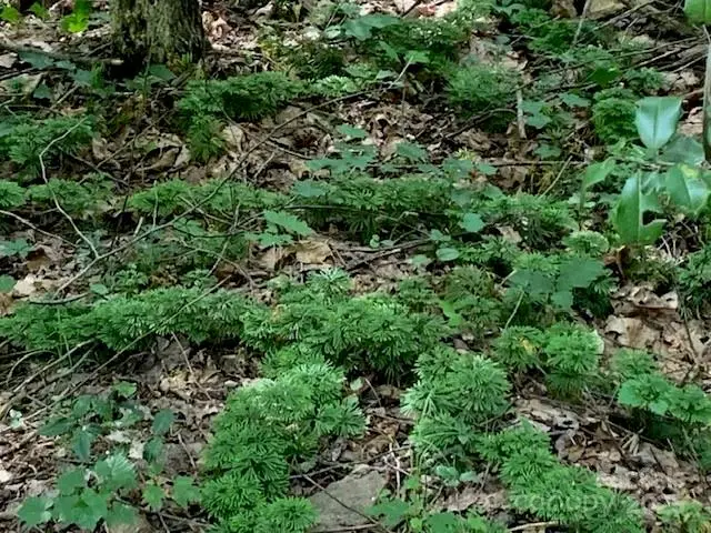 7.67 AC. Holbert Cove Road #7.67 AC., Saluda, NC 28773 - Image #2