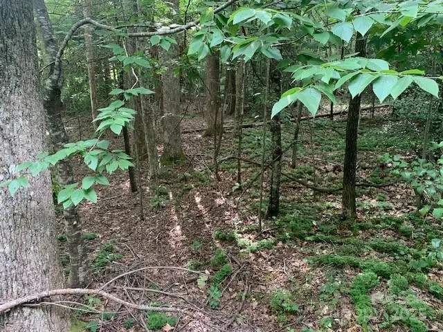 7.67 AC. Holbert Cove Road #7.67 AC., Saluda, NC 28773 - Image #3