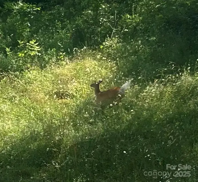 18103 Nc Hwy 194 Highway, Lansing, NC 28643 - Image #3