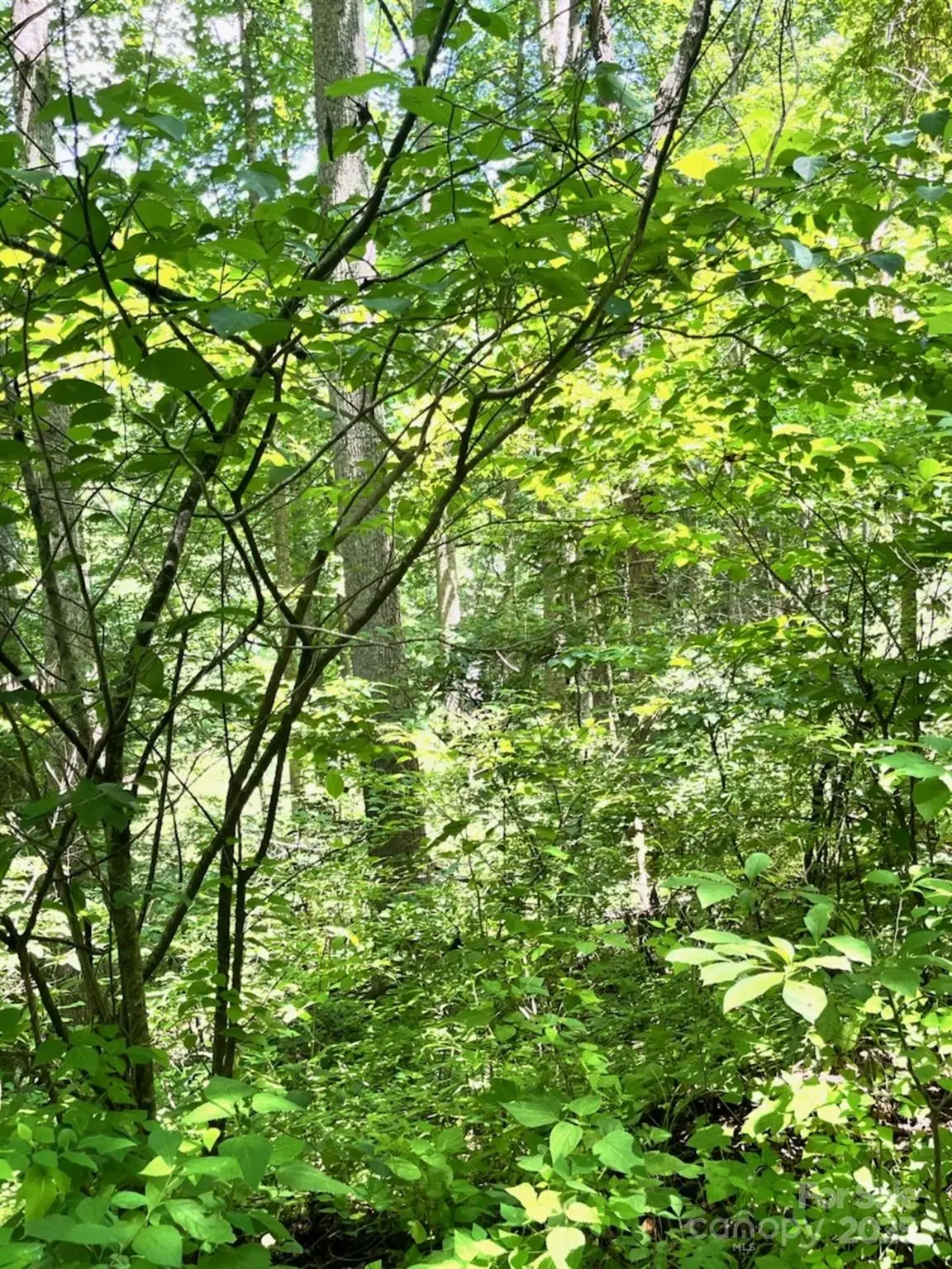 287 Indian Camp Creek Road, Hot Springs, NC 28743 - Image #1