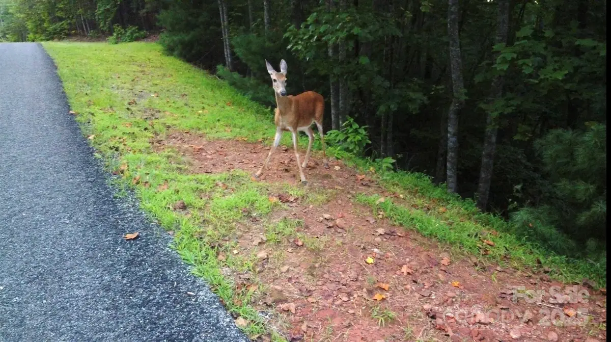 lots 11/12 South Pointe Road, Mill Spring, NC 28756 - Image #1