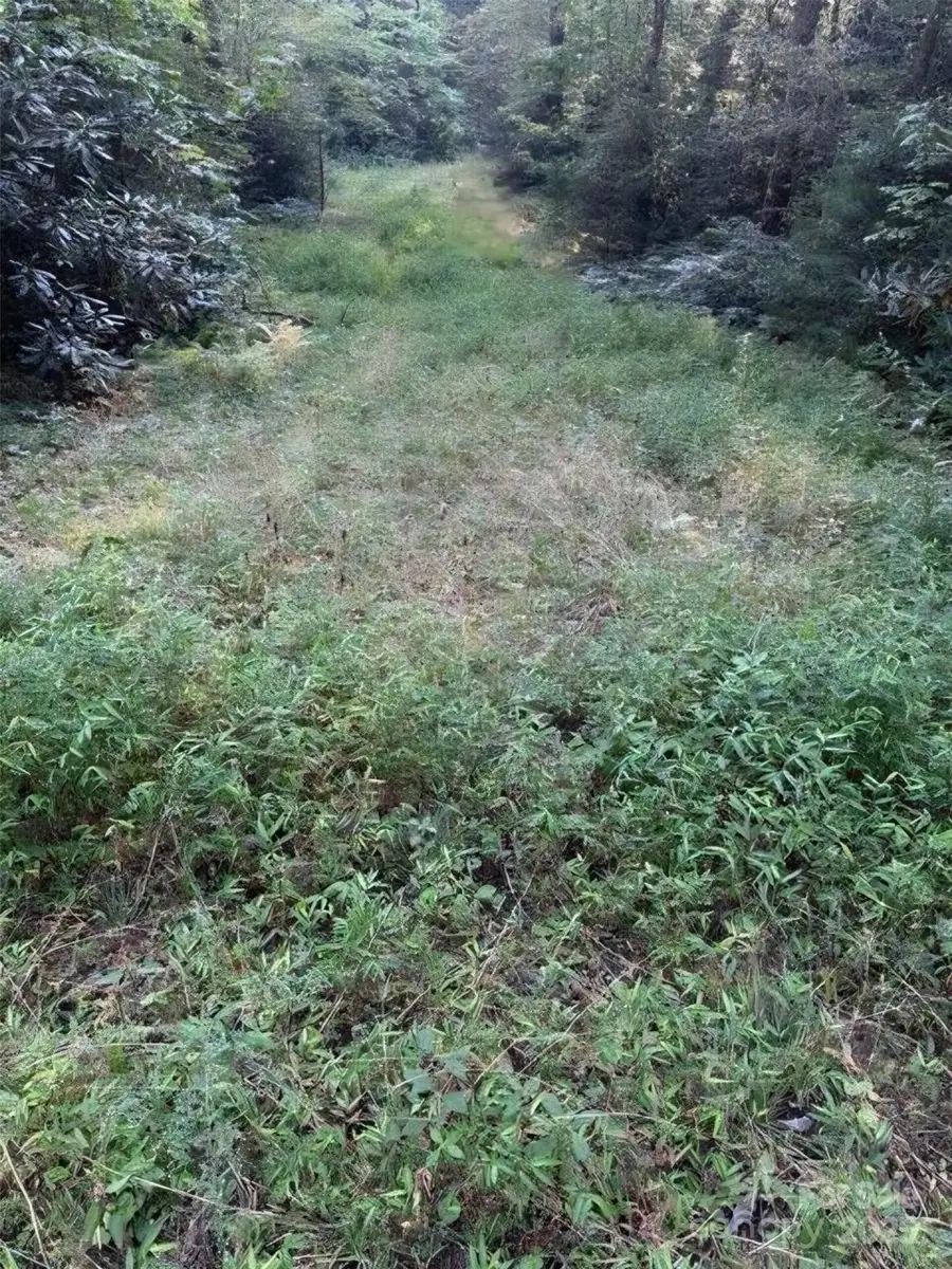 00 Beaumont Drive, Cedar Mountain, NC 28718 - Image #3