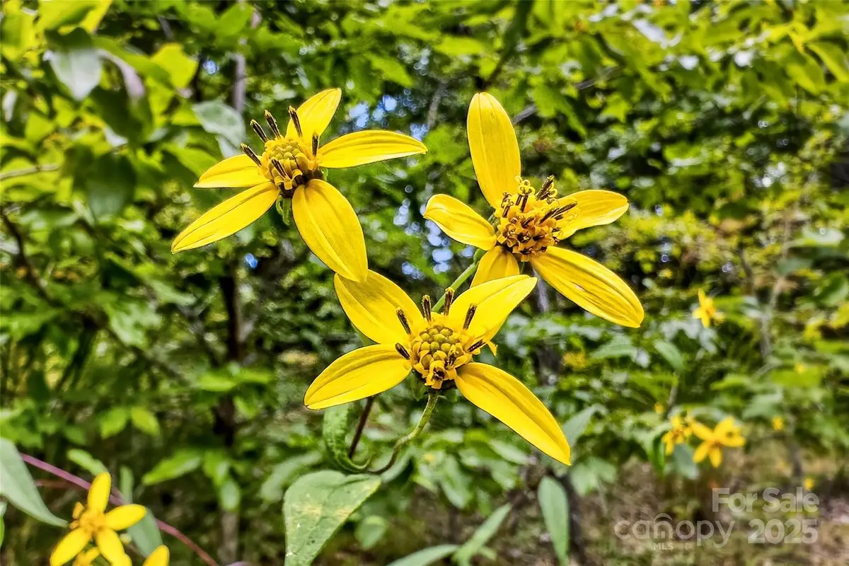 1696 Catawba Falls Parkway #190, Black Mountain, NC 28711 - Image #1